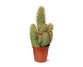 Mini Cactus Assorted Varieties View 2
