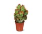 Mini Cactus Assorted Varieties View 3