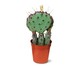 Mini Cactus Assorted Varieties View 1